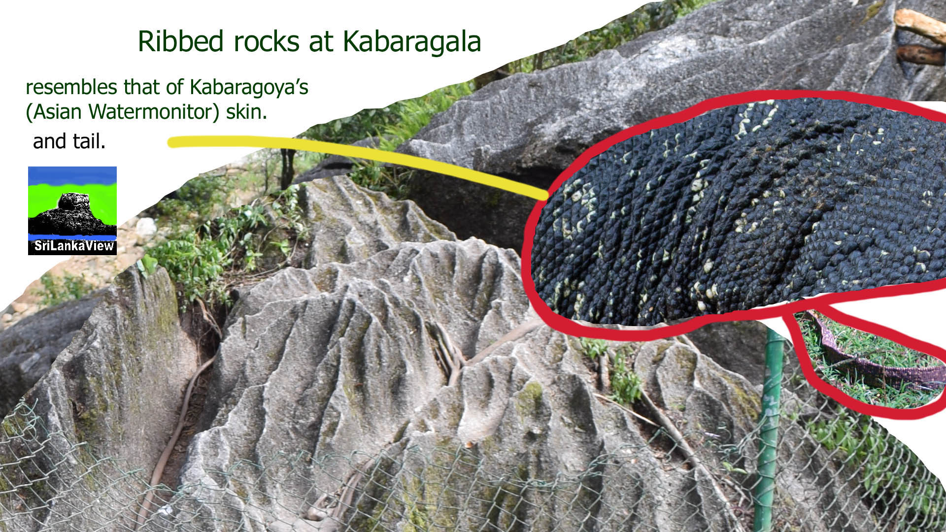 Kabaragala waterfall rock resembles that of Kabaragoya or Asian Watermonitor